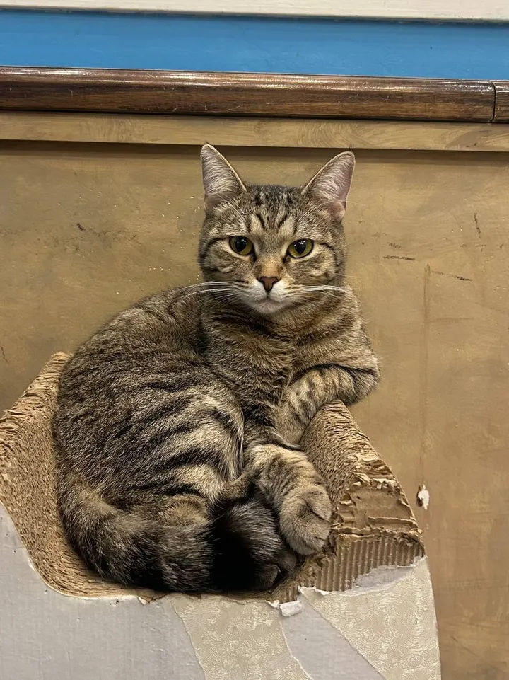 Кошка Барби из котокафе — ищет дом