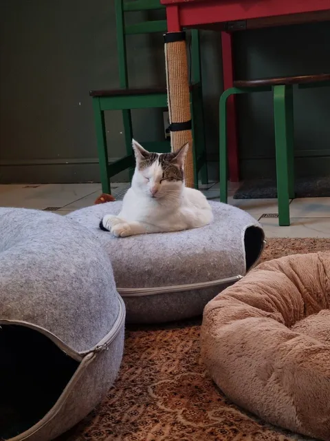 Кошка Тортик из котокафе — фото 6