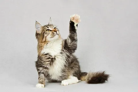 Кошка Бурка из котокафе — фото 4