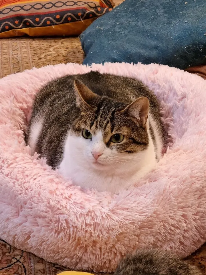 Кошка Машенька из котокафе — ищет дом