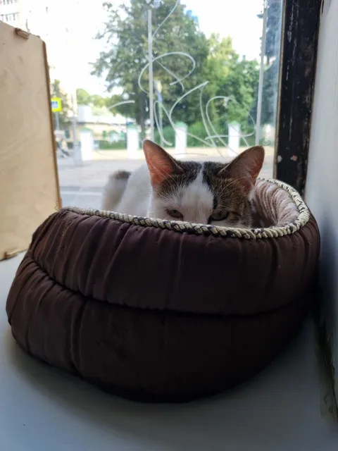 Кошка Тортик из котокафе — фото 7