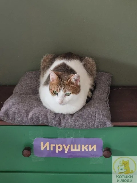Кот Васяш из котокафе — фото 7