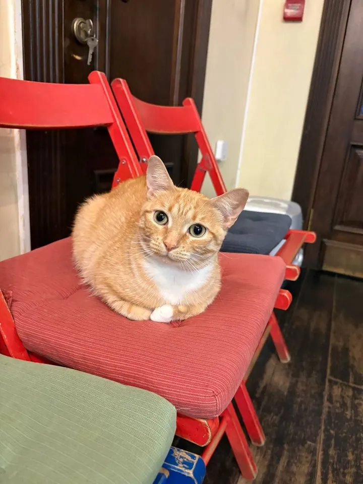 Кошка Касандра из котокафе — ищет дом