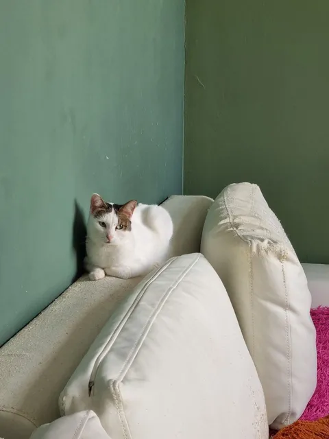 Кошка Тортик из котокафе — фото 2