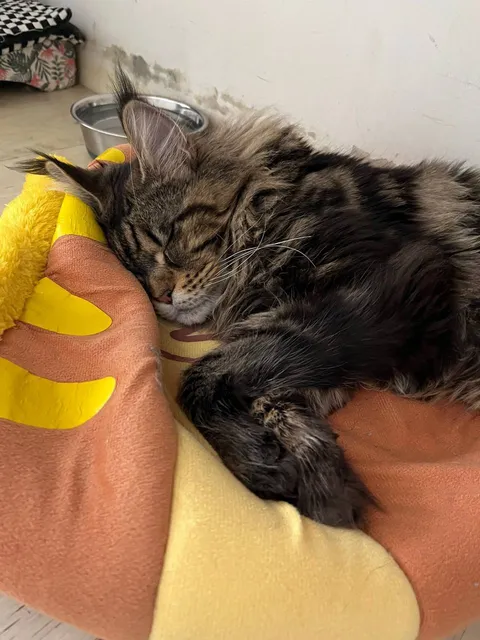 Кот Данила из котокафе — фото 2