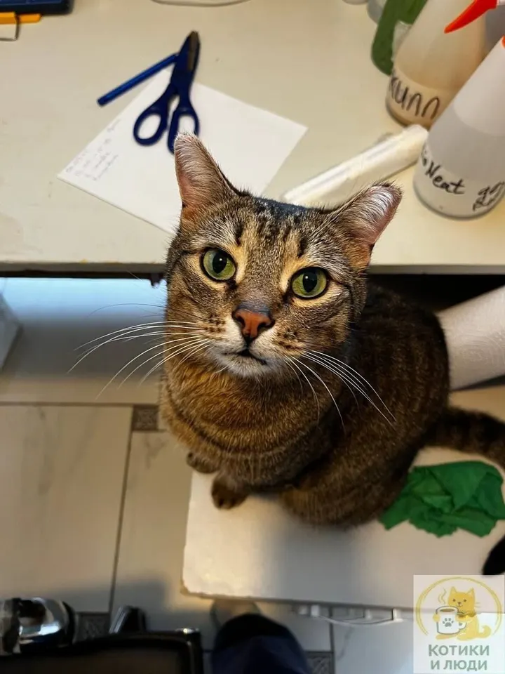 Кот Фредди из котокафе — ищет дом