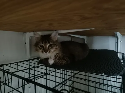 Кошка Бурка из котокафе — фото 8