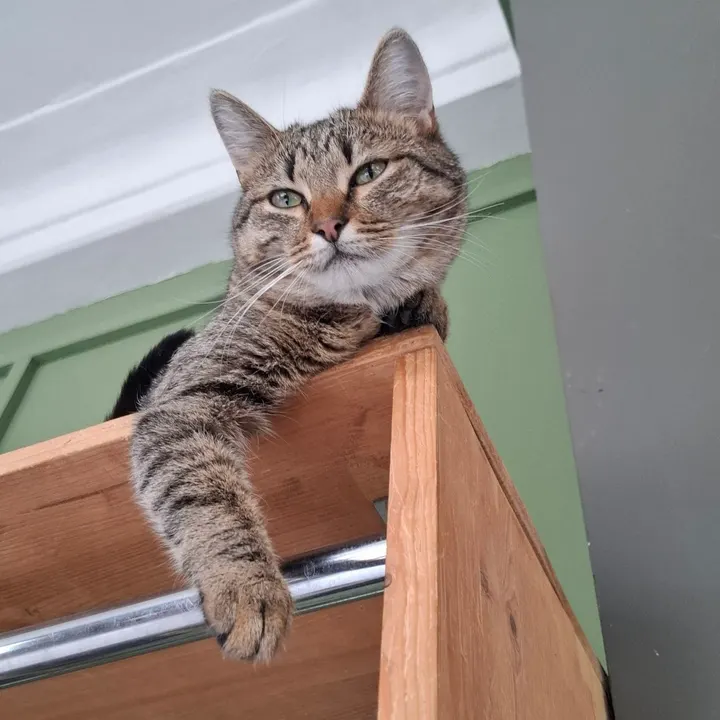 Кошка Антоновка из котокафе — ищет дом
