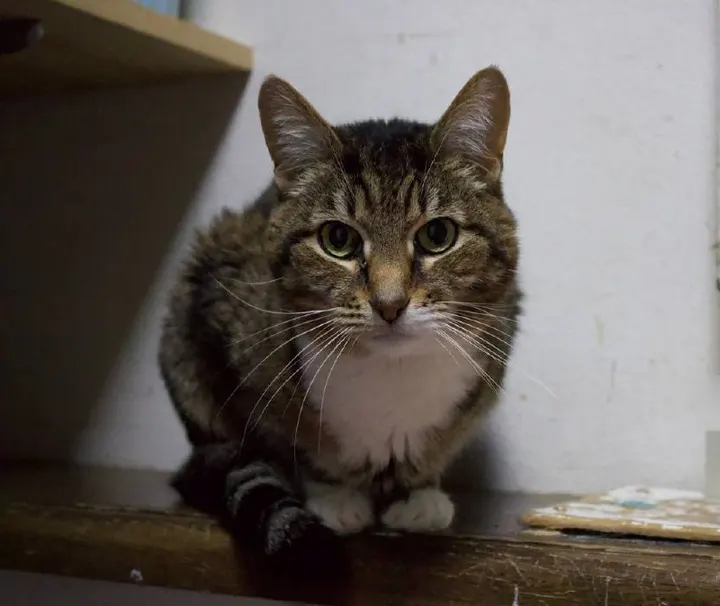Кошка Салли из котокафе — ищет дом