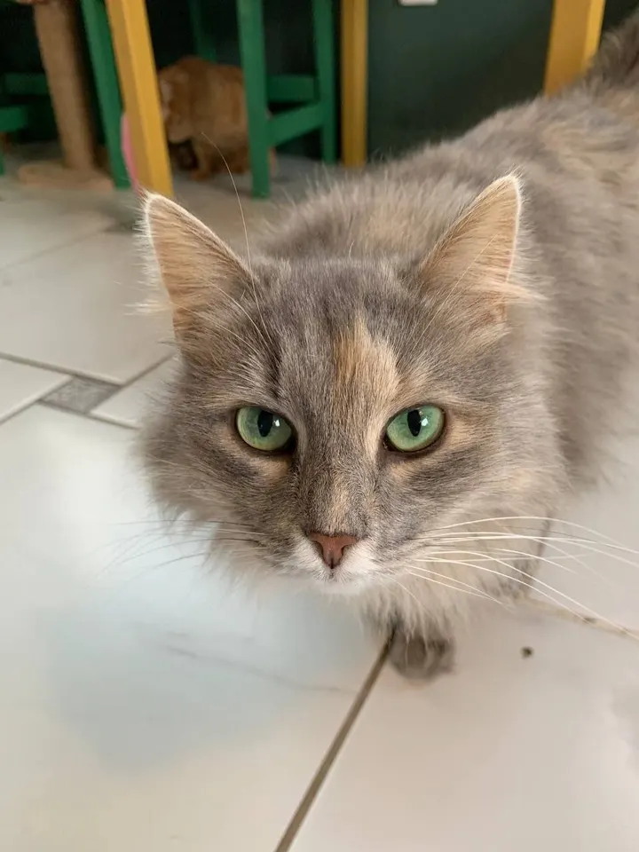 Кошка Флора из котокафе — ищет дом