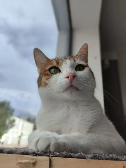 Кот Васяш из котокафе — фото 2