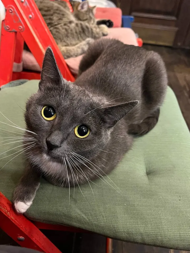 Кошка Капитошка из котокафе — ищет дом