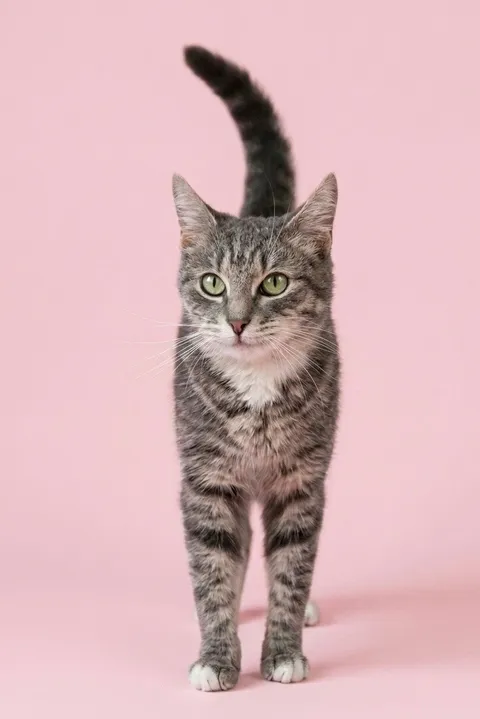 Кошка Майли из котокафе — фото 6
