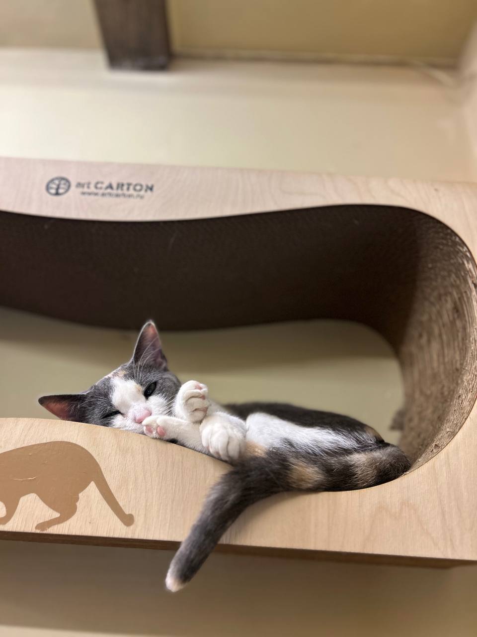 Пикси — фото 4