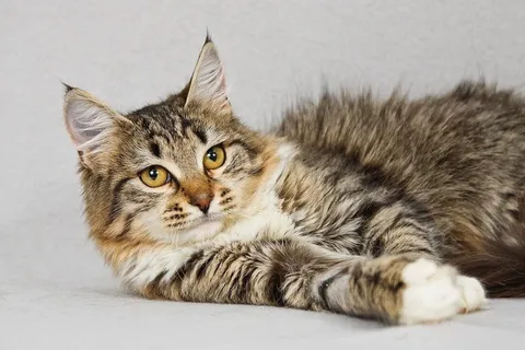 Кошка Бурка из котокафе — фото 7