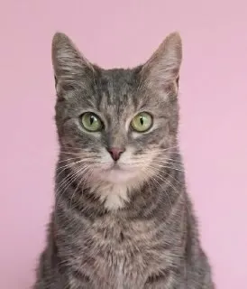 Кошка Майли из котокафе — ищет дом