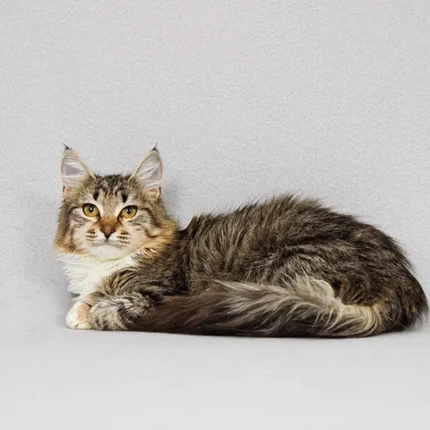 Кошка Бурка из котокафе — фото 5