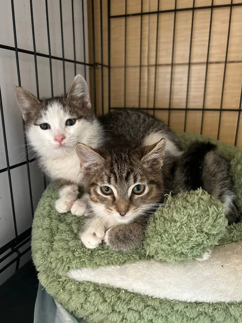 Кот Марс из котокафе — фото 4