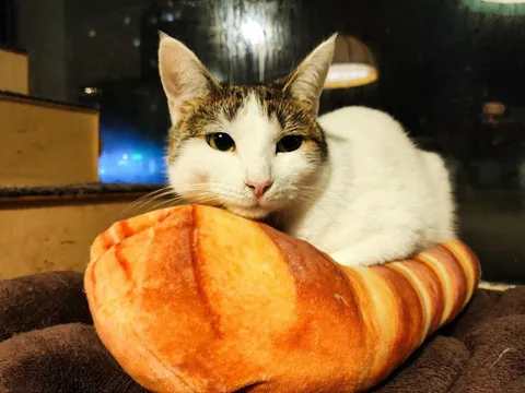 Кошка Стася из котокафе — фото 1
