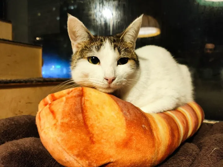 Кошка Стася из котокафе — ищет дом