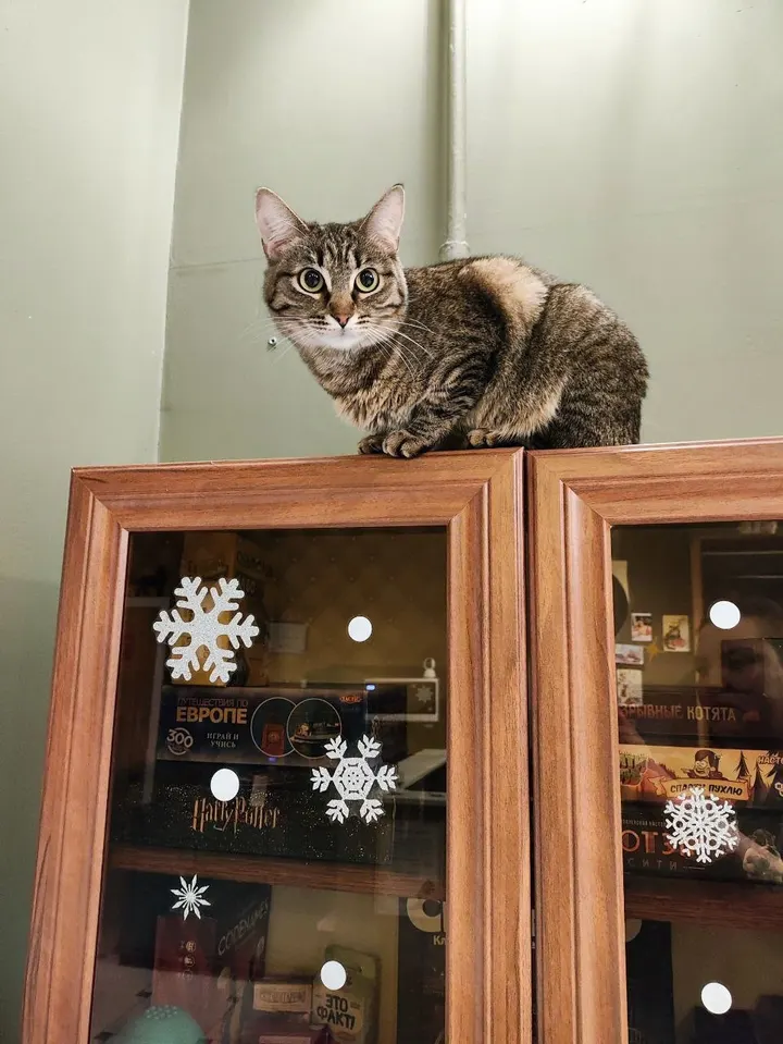 Кошка Бренда из котокафе — ищет дом