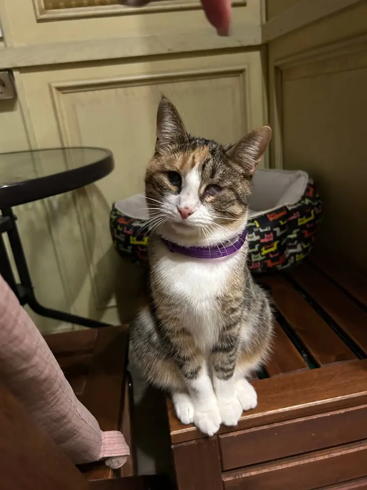 Кошка Таганка из котокафе — ищет дом