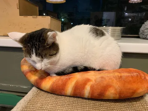 Кошка Стася из котокафе — фото 4
