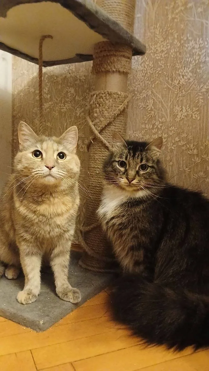 Кошки фонда