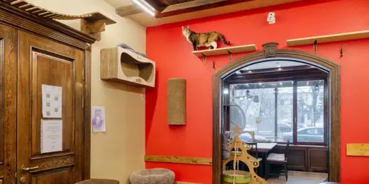 Котокафе «Котики и Люди», фотография 3