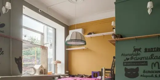 Котокафе «Котики и Люди», фотография 3