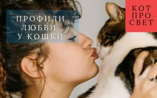 Как кошки любят людей: 6 научных профилей привязанности