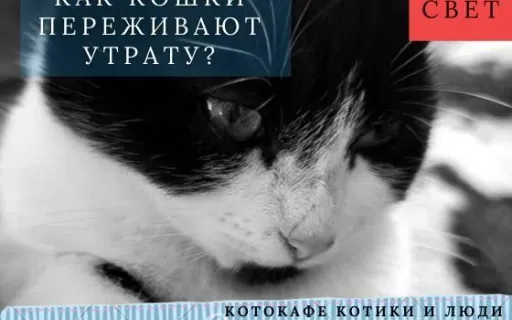 Кошачий траур существует. И вы не были готовы узнать, насколько он глубокий