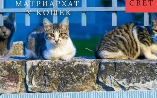Матриархат у кошек: как создаются кошачьи колонии и кто в них главный