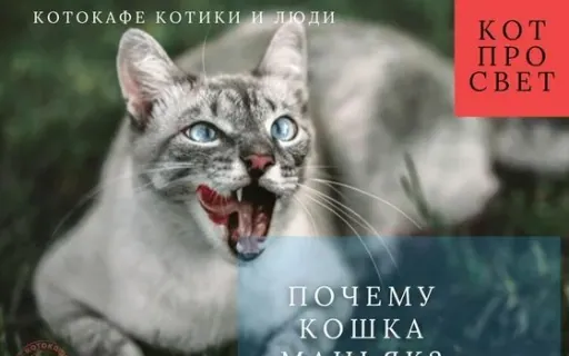 Почему кошка — настоящий маньяк: наука о нежности, ярости и охоте