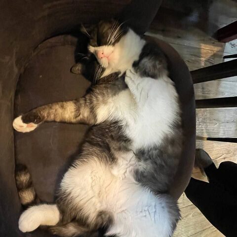 Белла — Котокафе на Таганке