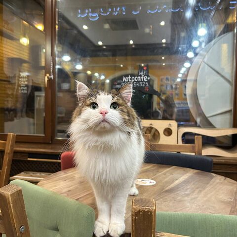 Космо — Котокафе на Таганке