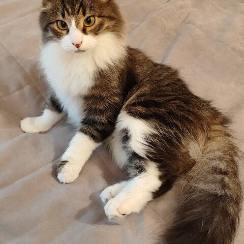 Косуля — Котокафе на Таганке