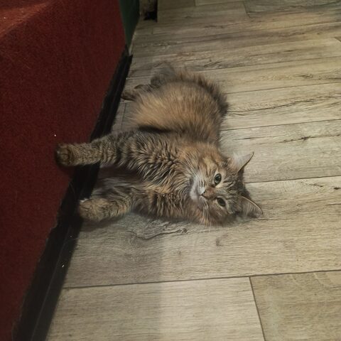 Кузя — Котокафе на Таганке