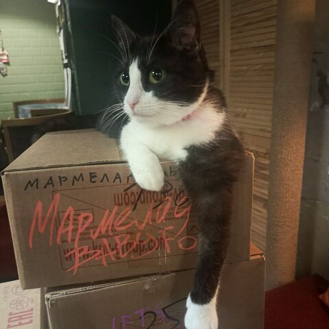 Люкси — Котокафе на Таганке