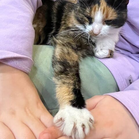Мао — Котокафе на Таганке