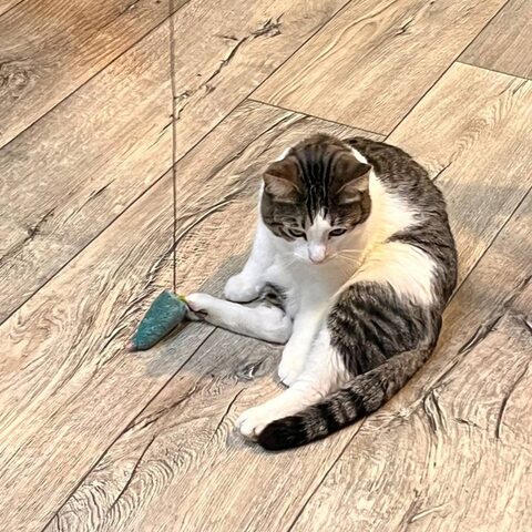 Юрий — Котокафе на Таганке