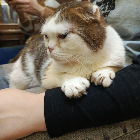 Мелисса — Котокафе на Гиляровского, 17