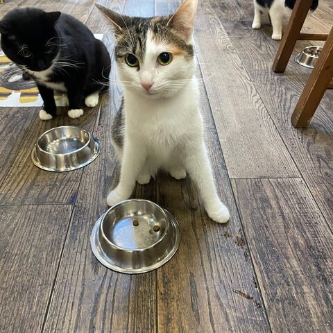 Люся — Котокафе на Гиляровского, 17